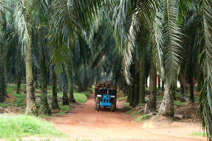 Sustainable palm oilSustainable palm oil